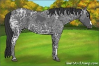Horse Color:Black Ice 