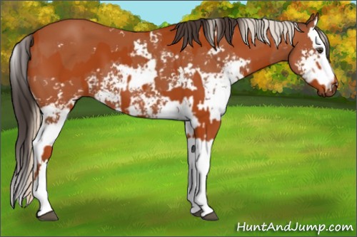 Horse Color:Silver Brown  and Bay Sabino Splash 