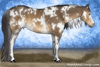 Horse Color:White Spotted Buckskin Dun 