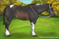 Horse Color:Buckskin Tobiano 