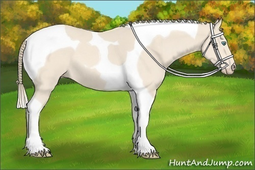 Horse Color:Perlino Tobiano