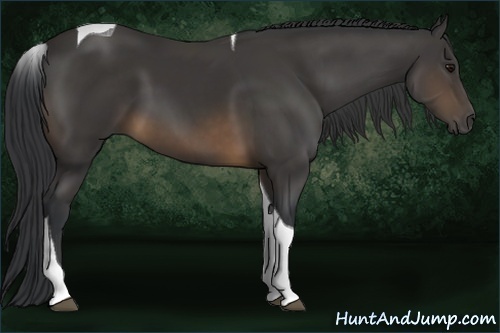 Horse Color:Buckskin Tobiano 