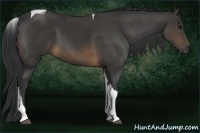 Horse Color:Buckskin Tobiano 