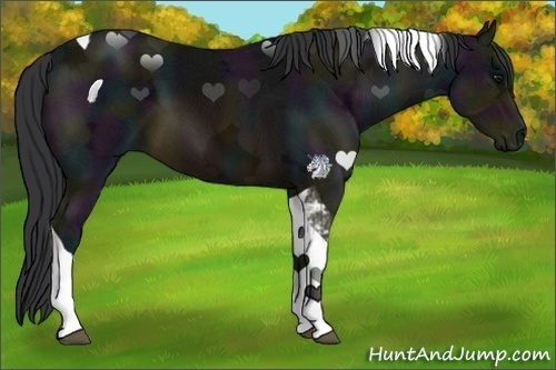 Horse Color:Midnight Buckskin Ice Tobiano 