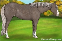 Horse Color:Silver Black Sabino Varnish