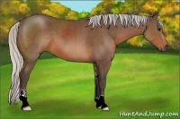 Horse Color:Silver Brown Sabino 
