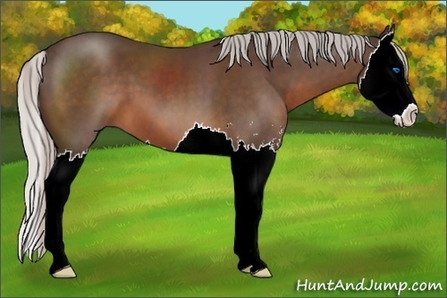 Horse Color:Silver Brown Sabino Splash