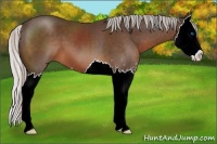 Horse Color:Silver Brown Sabino Splash 