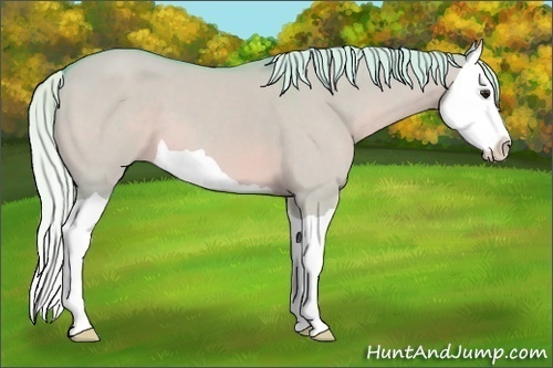 Horse Color:Watercolor Silver Brown Dun Splash