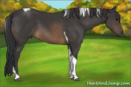 Horse Color:Buckskin Tobiano