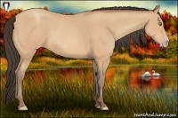 Horse Color:Amber Champagne 