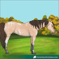 Horse Color:Bay Ice Dun 