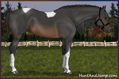 Horse Color:Buckskin Tobiano
