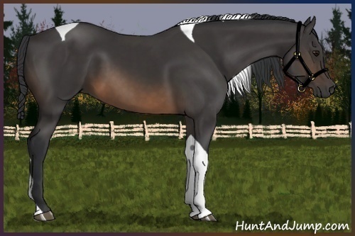 Horse Color:Buckskin Tobiano 