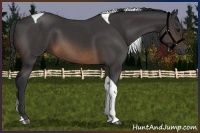 Horse Color:Buckskin Tobiano 