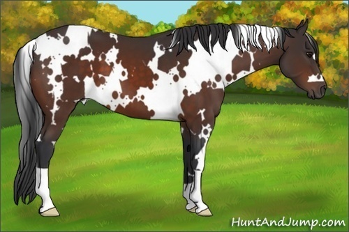 Horse Color:White Spotted Brown 