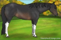Horse Color:Buckskin Tobiano