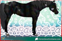 Horse Color:Midnight Brown 