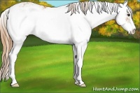 Horse Color:Chestnut Sabino Rabicano