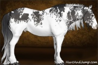 Horse Color:White Spotted Black