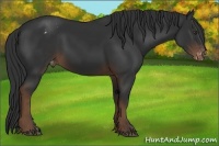 Horse Color:Liver Chestnut Appaloosa