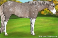 Horse Color:Silver Black Sabino Varnish Rabicano 