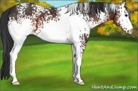 Horse Color:White Spotted Brown 