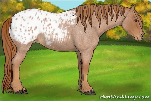 Horse Color:Red Roan Appaloosa 