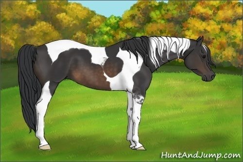 Horse Color:Buckskin Tobiano 