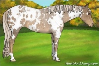 Horse Color:White Spotted Chocolate Palomino Blanket 