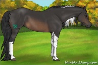 Horse Color:Buckskin Tobiano 