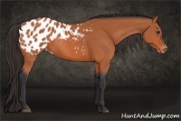 Horse Color:Bay Appaloosa 
