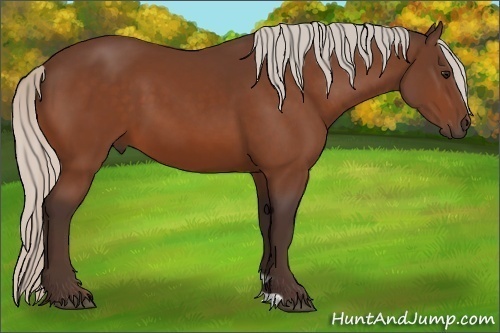 Horse Color:Silver Bay 