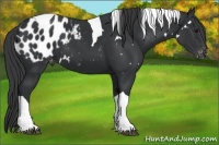 Horse Color:White Spotted Black Tobiano Appaloosa