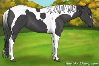 Horse Color:Smoky Black Tobiano 