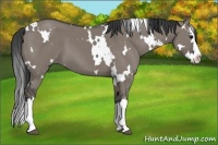 Horse Color:White Spotted Grullo Splash 