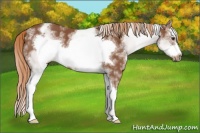 Horse Color:White Spotted Chestnut Splash Frame