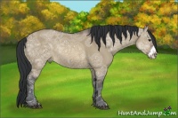 Horse Color:Brown Ice Dun Frame Rabicano