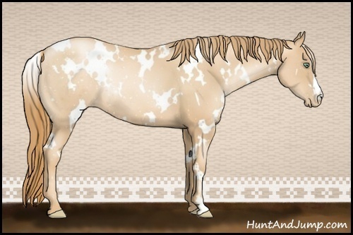 Horse Color:White Spotted Gold Champagne Pearl 