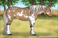 Horse Color:White Spotted Silver Brown Dun 
