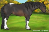 Horse Color:Buckskin Tobiano 