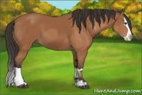 Horse Color:Bay and Bay Splash