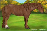 Horse Color:Gray Chestnut and Gray Chestnut