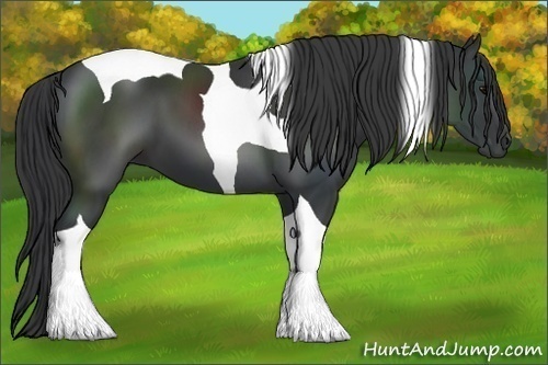 Horse Color:Black Tobiano 