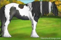 Horse Color:Black Tobiano 