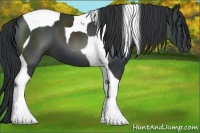 Horse Color:Black Tobiano 