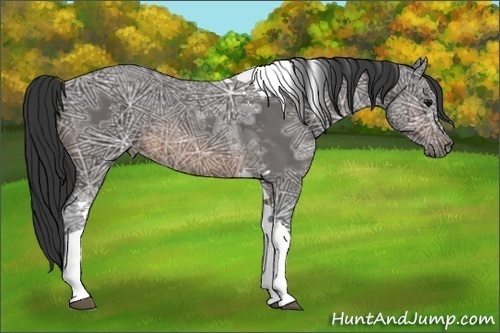 Horse Color:Buckskin Ice Tobiano 