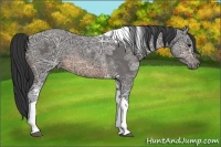 Horse Color:Buckskin Ice Tobiano 