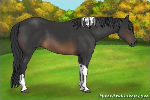 Horse Color:Buckskin Tobiano 