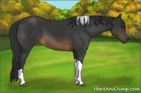 Horse Color:Buckskin Tobiano 